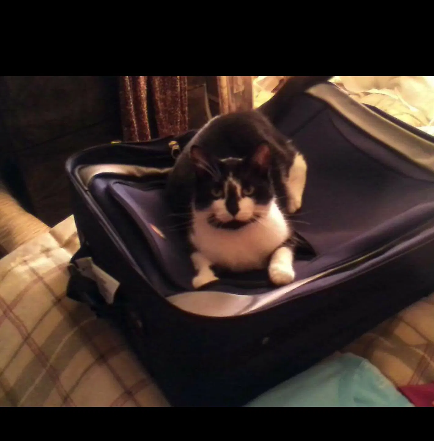 Lost cat in Medina, OH, 44256