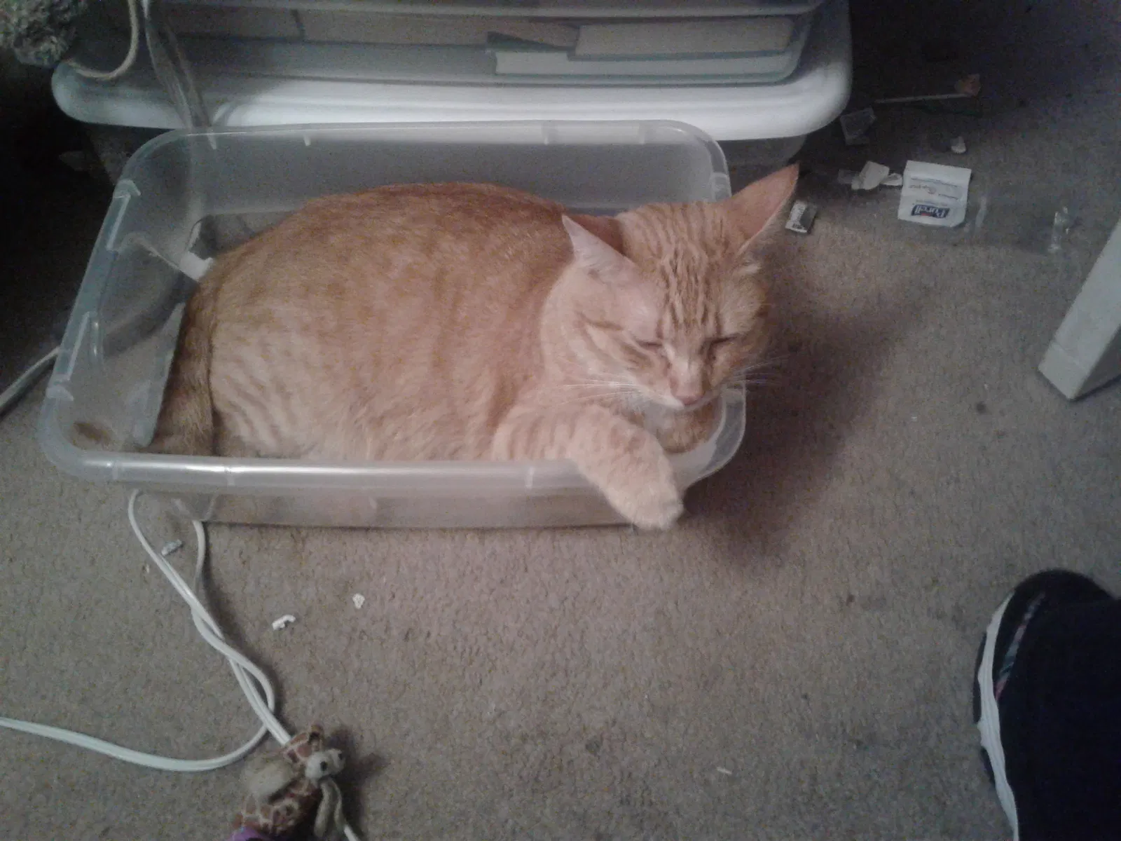 Lost cat in Pensacola, FL, 32514