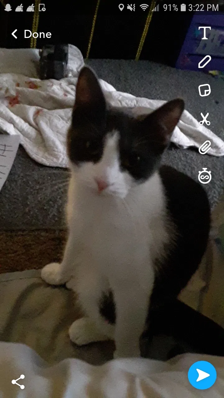 Lost cat in Saint Paul, MN, 55110