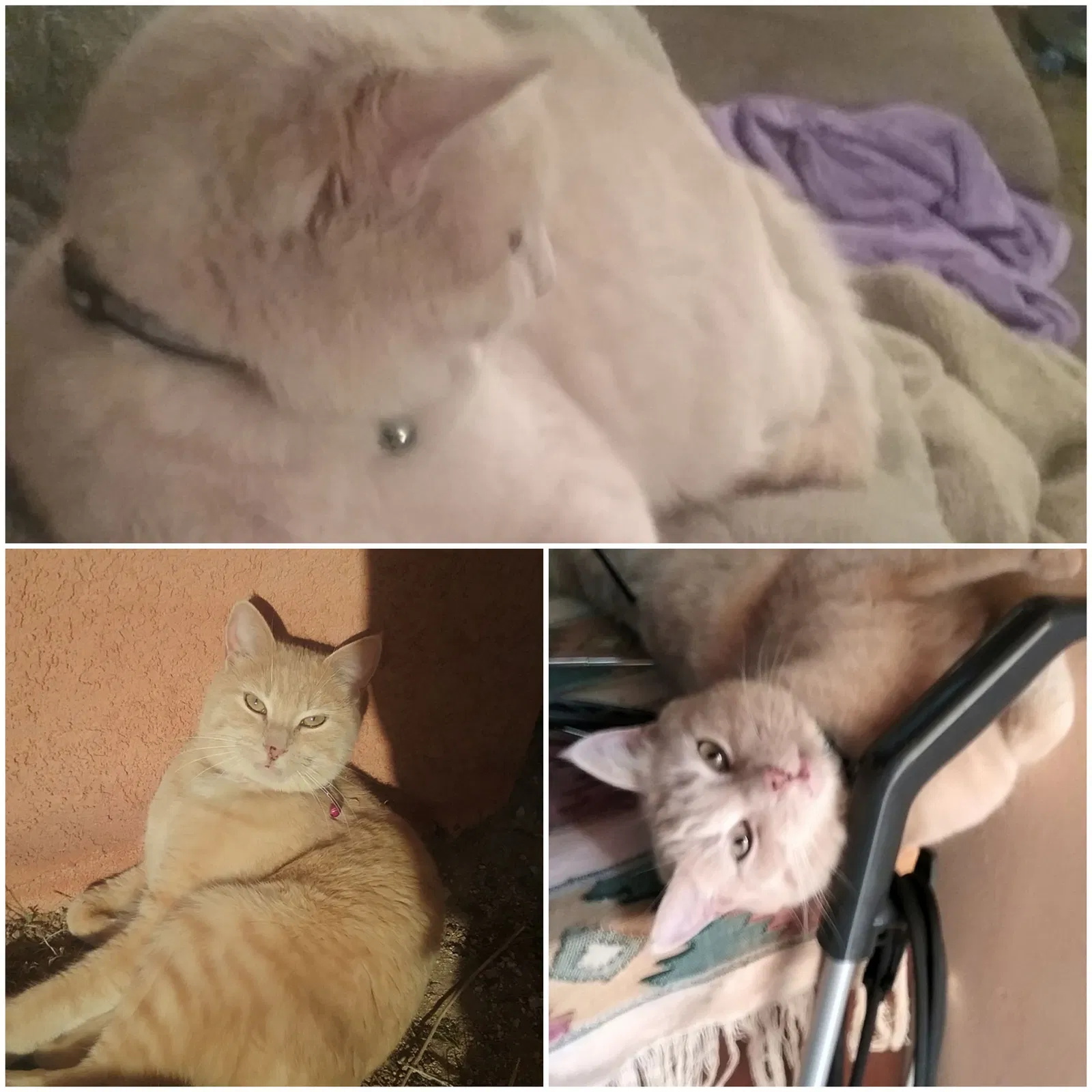 Lost cat in Rio Rancho, NM, 87124