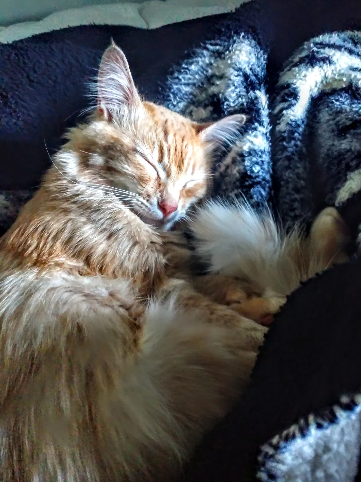 Lost cat in Jacksonville, OR, 97530