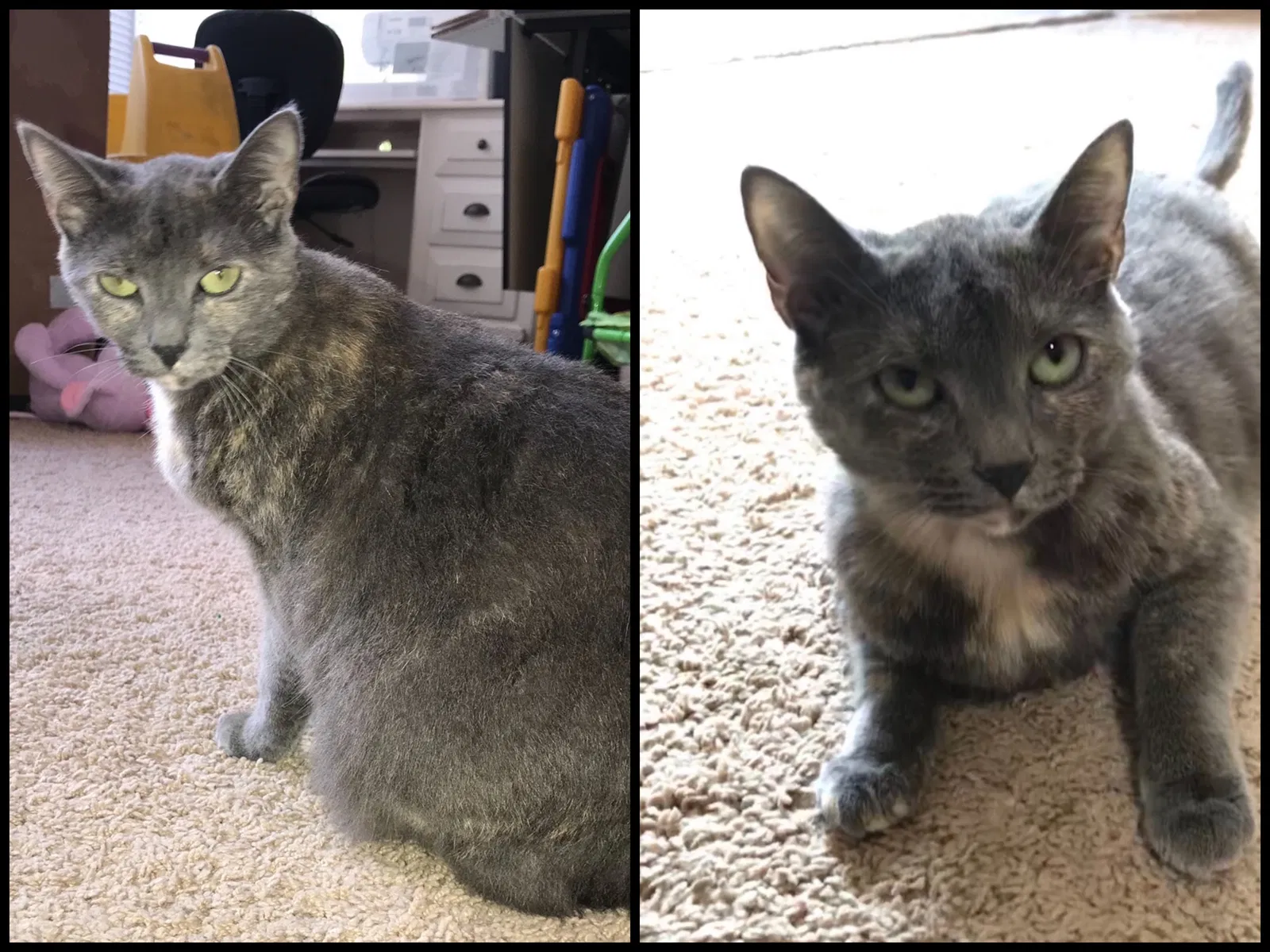 Lost cat in Shreveport, LA, 71129