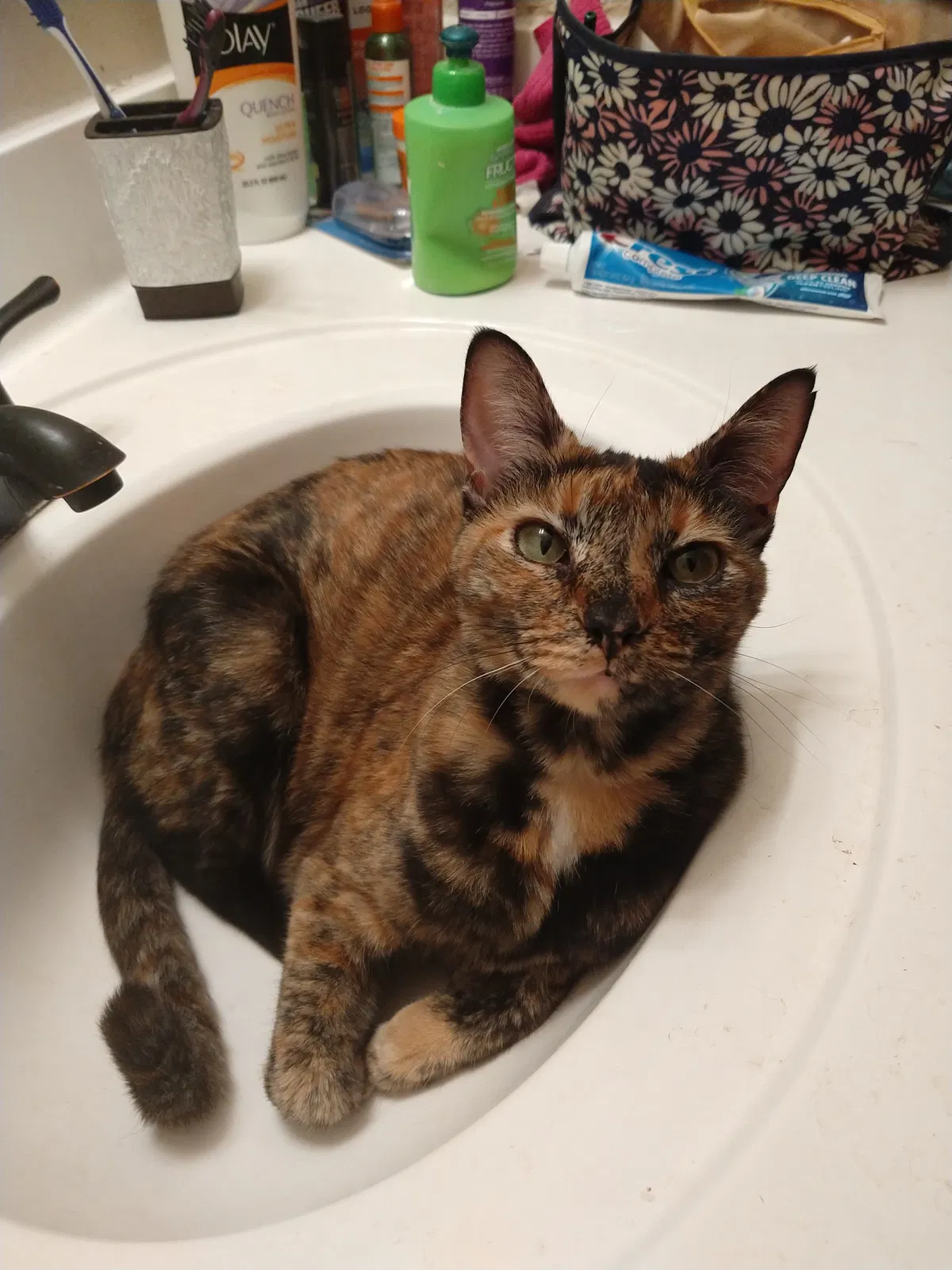 Lost cat in San Antonio, TX, 78233