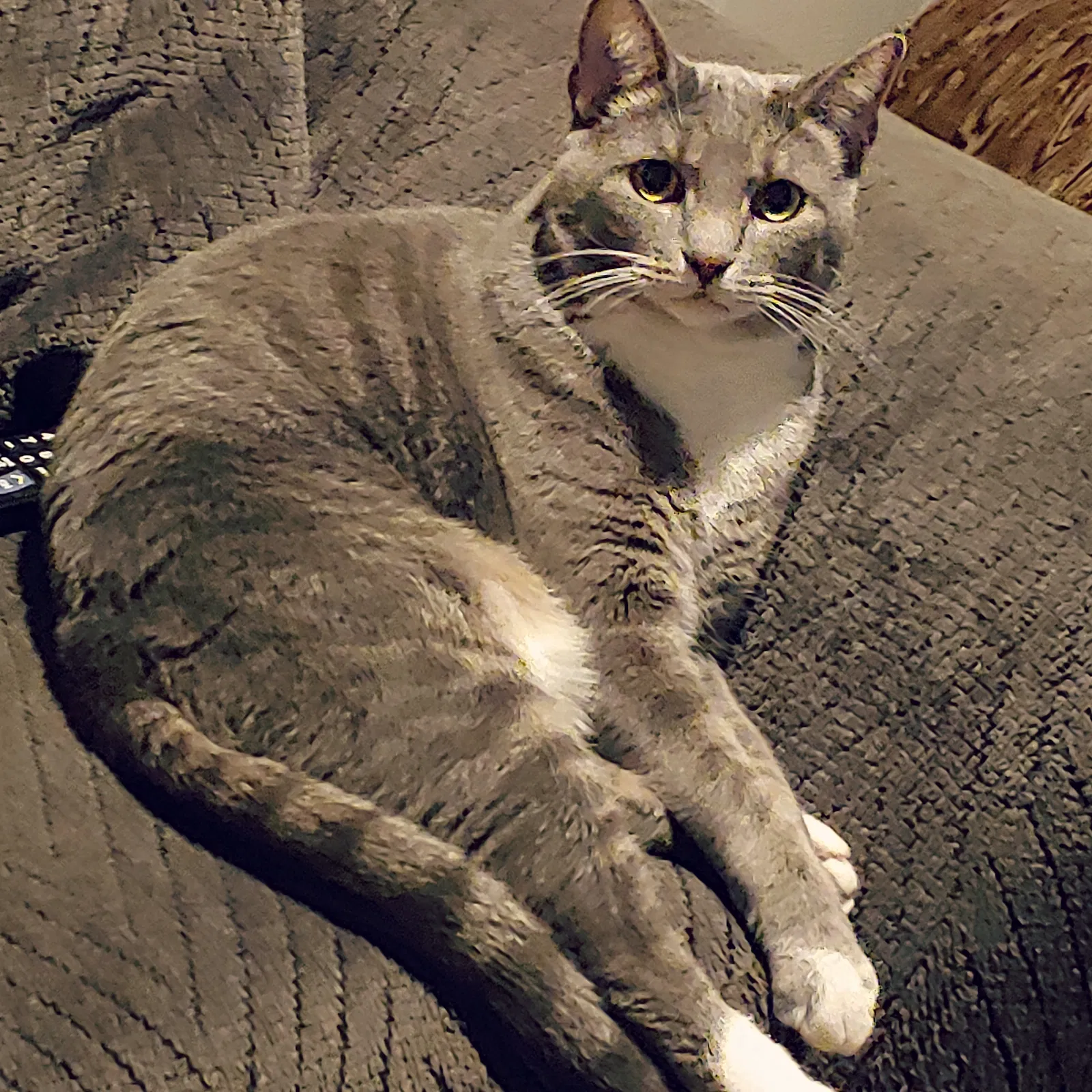 Lost cat in Indianapolis, IN, 46236