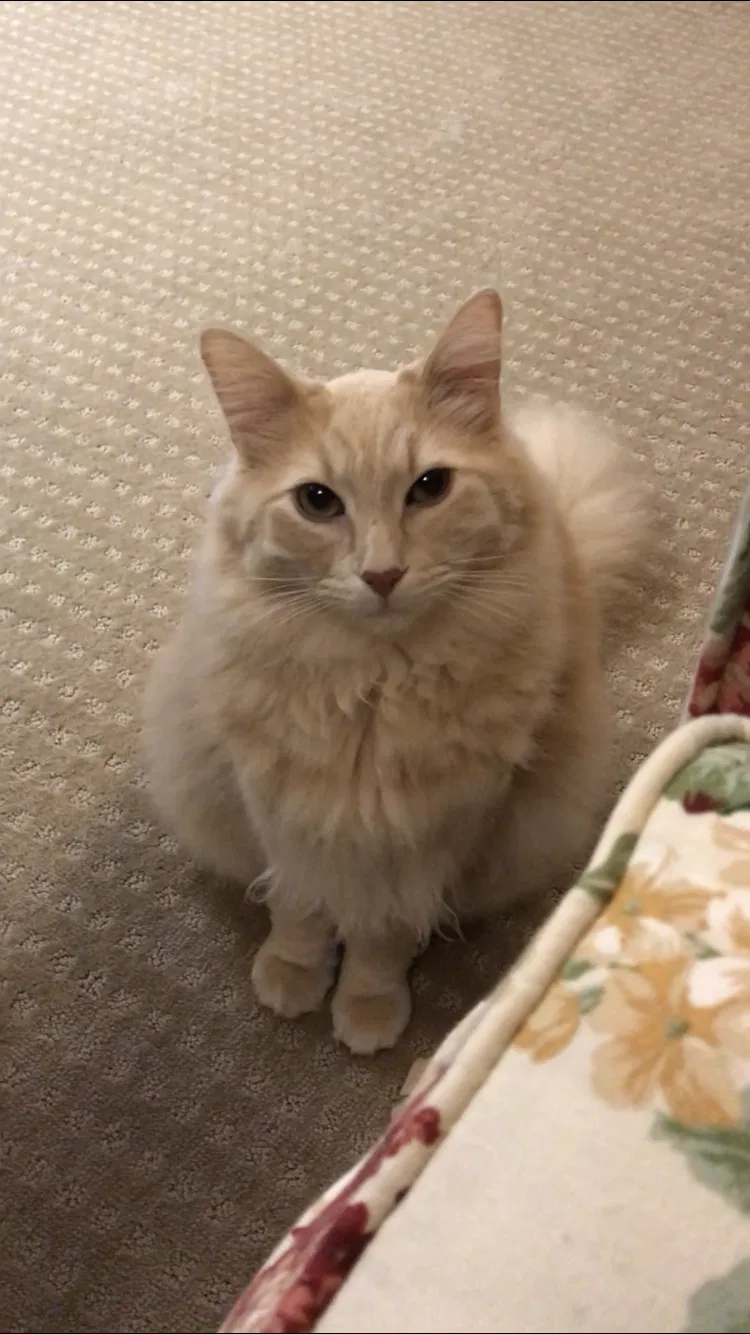 Lost cat in Carmel Valley, CA, 93924