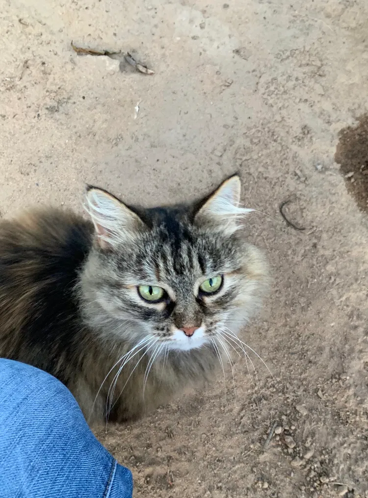 Lost cat in Nipomo, CA, 93444
