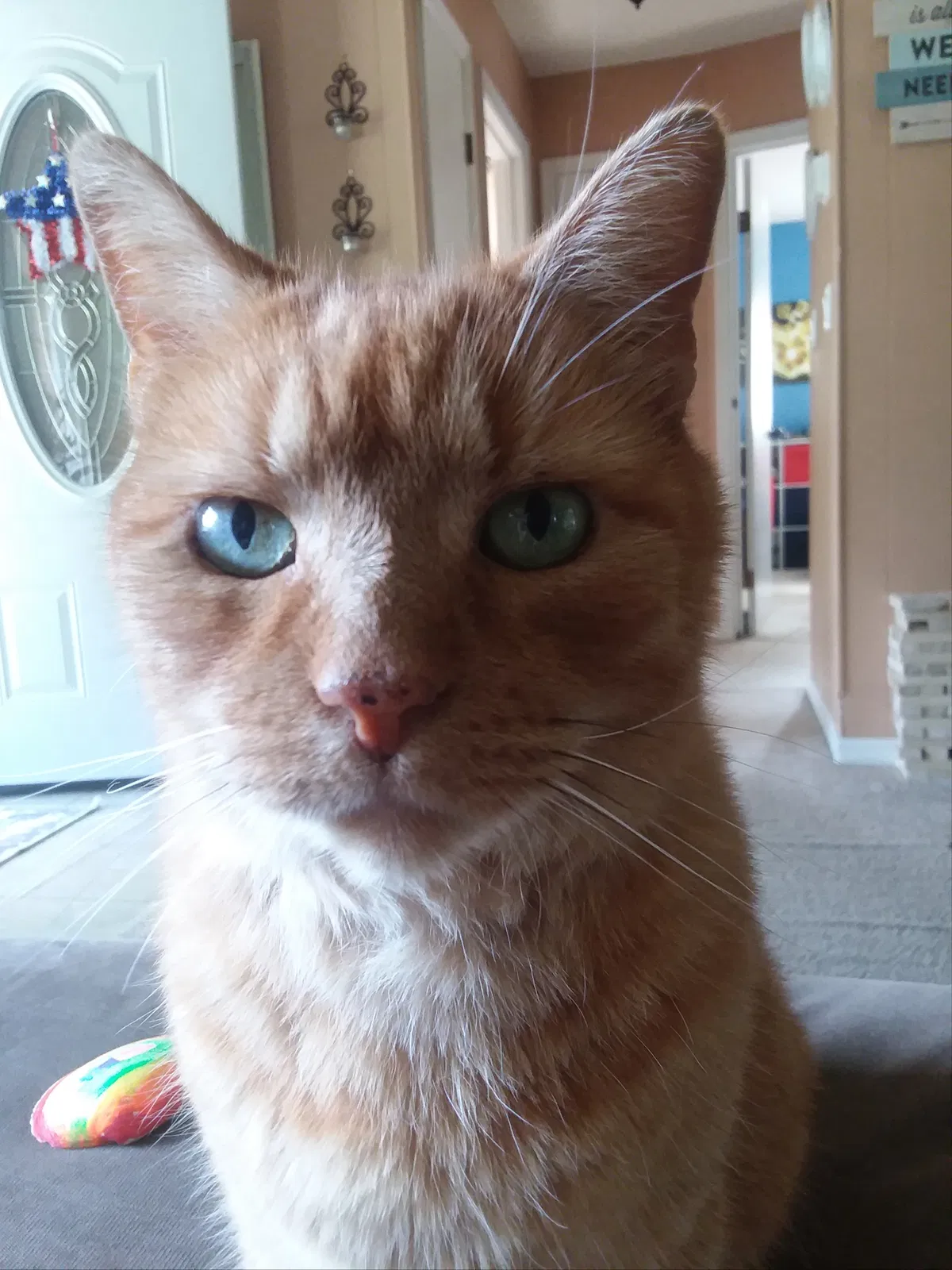 Lost cat in Inverness, FL, 34452