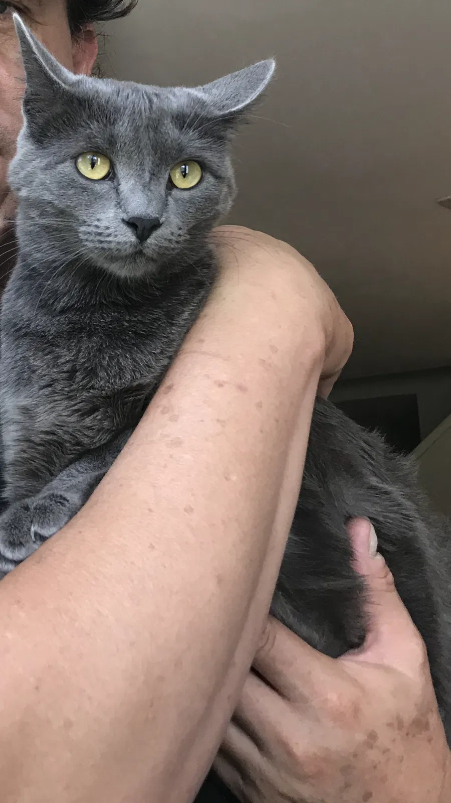 Lost cat in San Antonio, TX, 78216