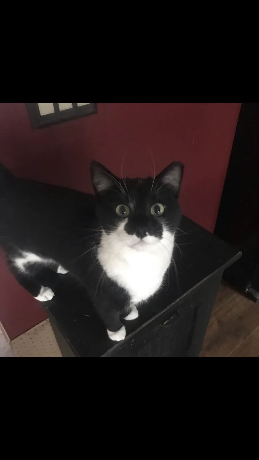 Lost cat in Grove City, OH, 43123