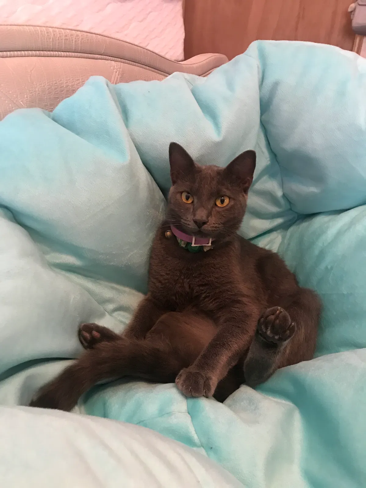 Lost cat in Atascosa, TX, 78002