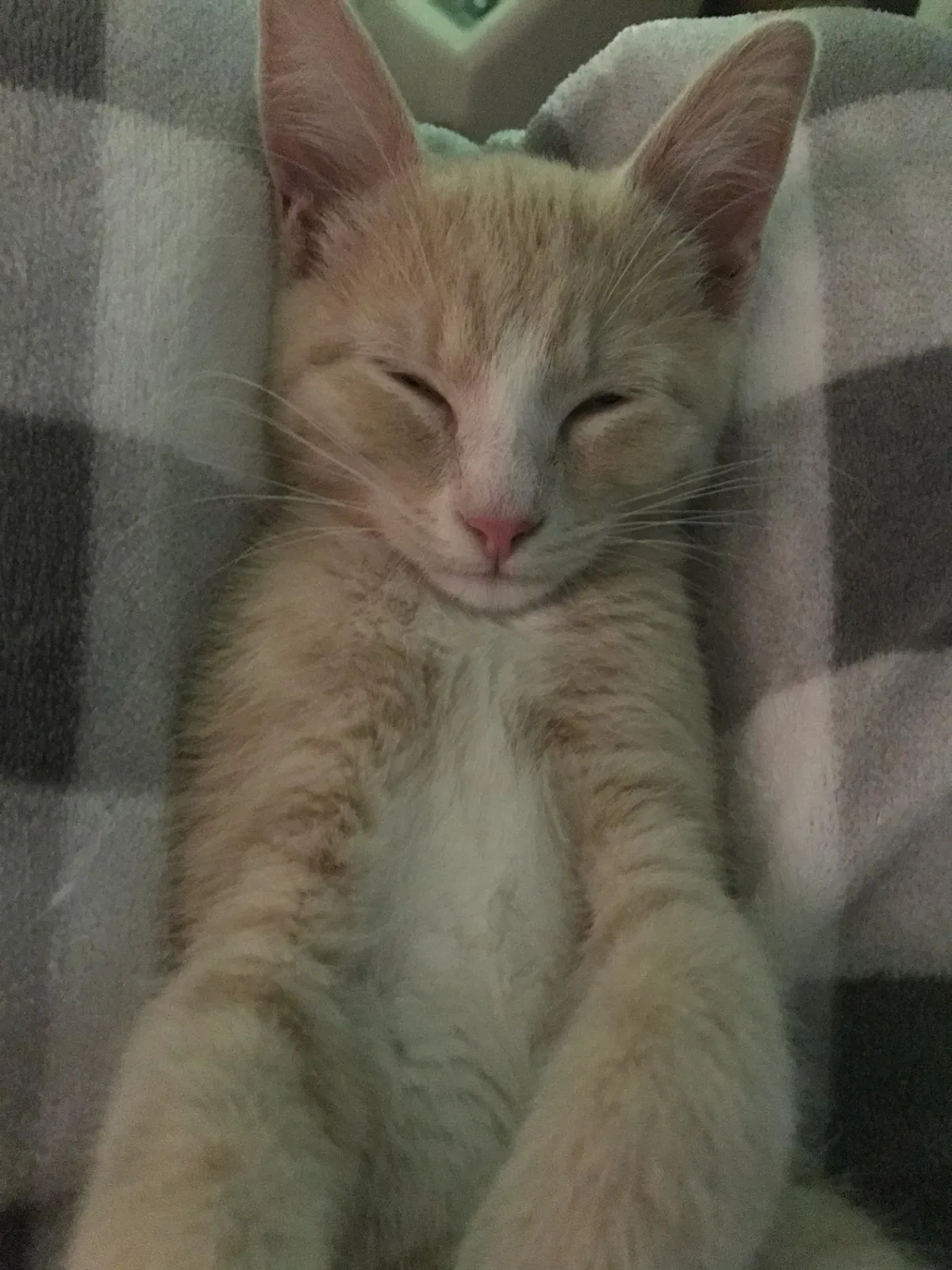 Lost cat in Hickory, NC, 28601
