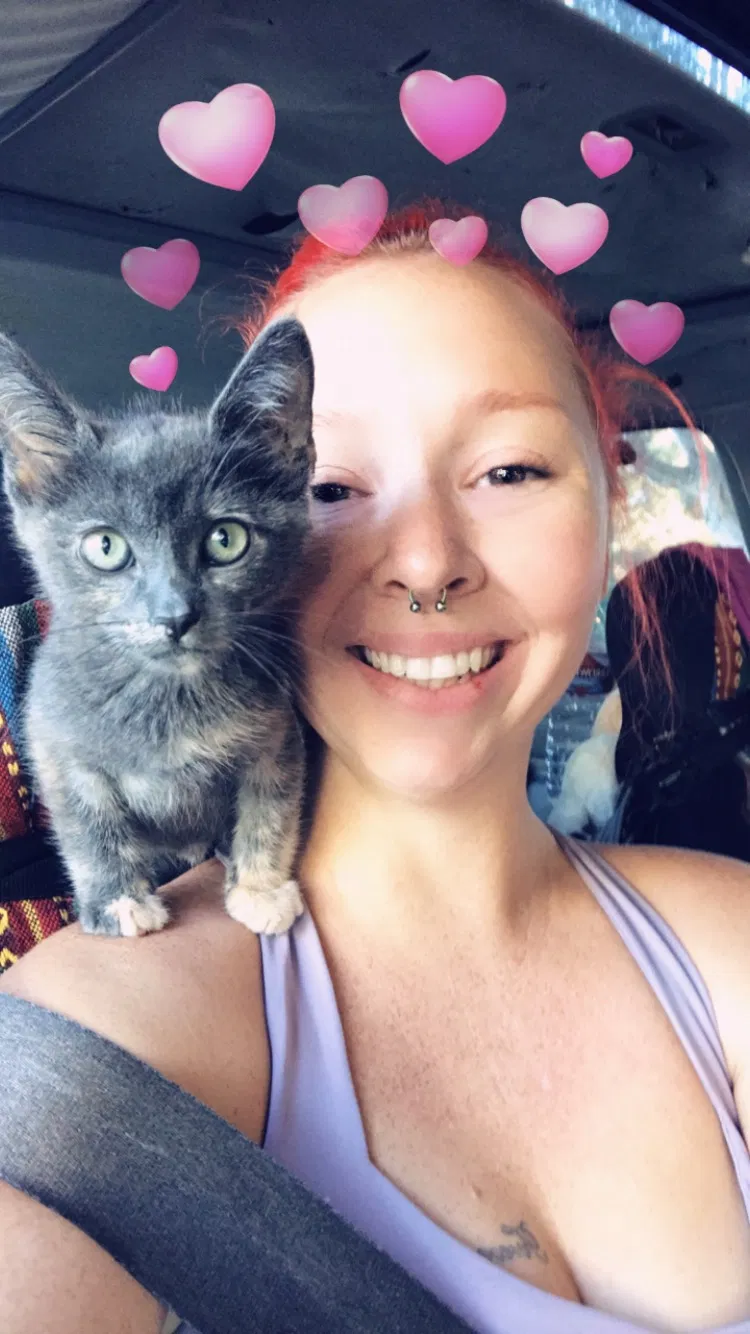 Lost cat in Los Angeles, CA, 90046