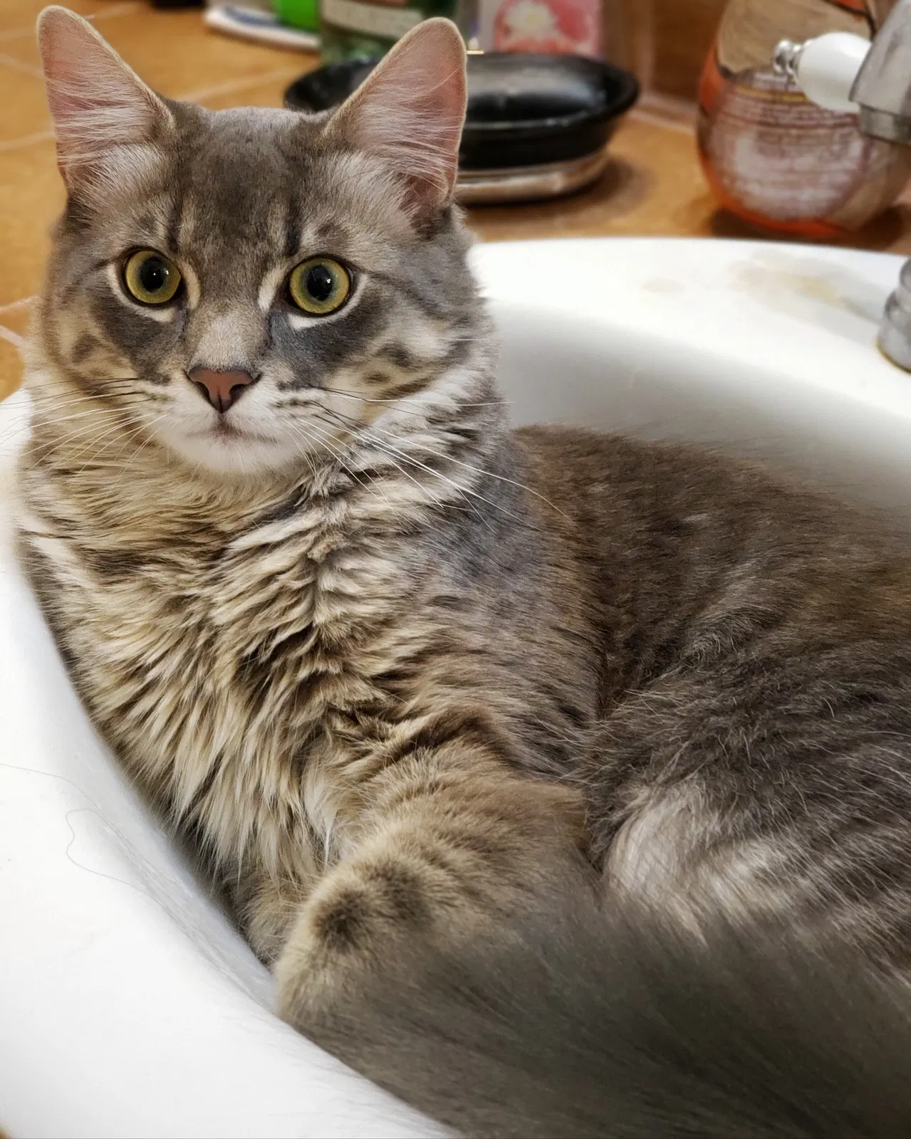 Lost cat in Lakeside, CA, 92040