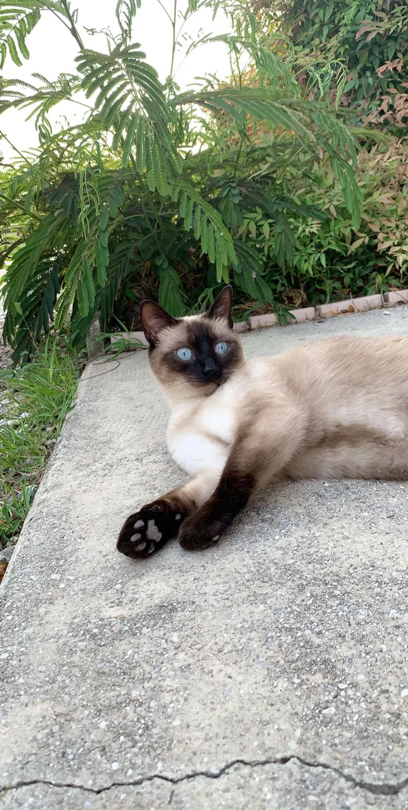 Lost cat in Tucson, AZ, 85742