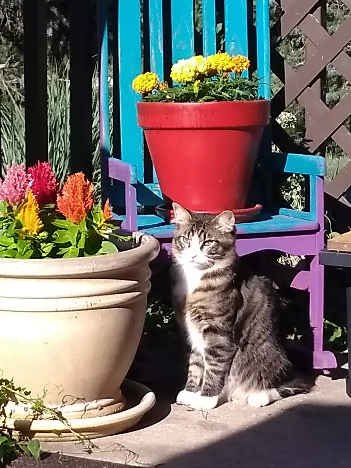 Lost cat in Colorado Springs, CO, 80910