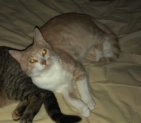 Lost cat in Plano, TX, 75023