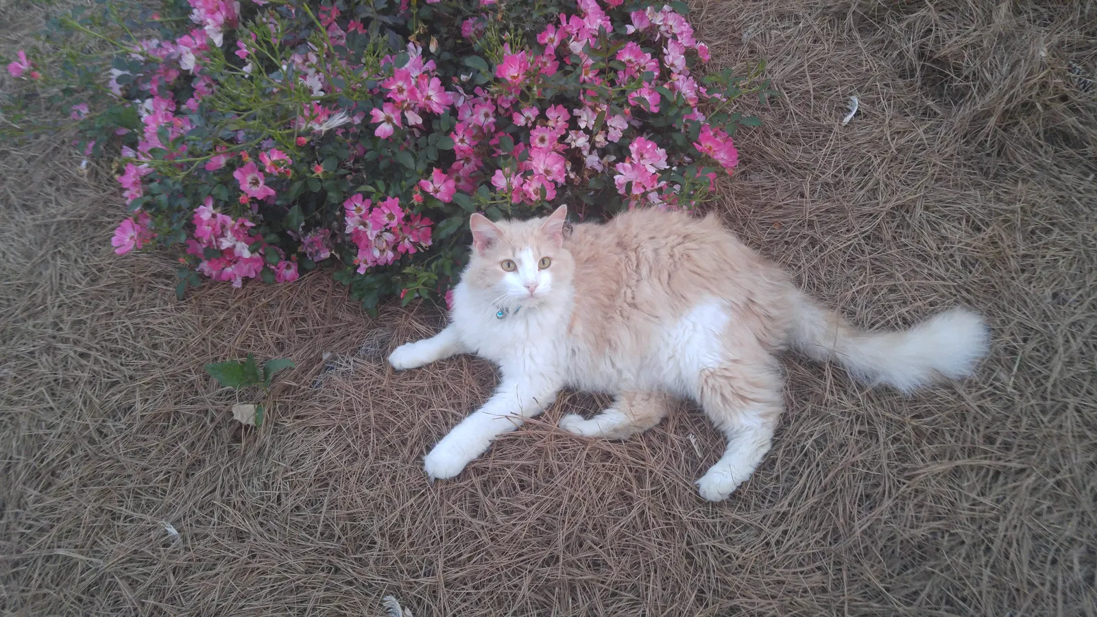 Lost cat in Harmony, NC, 28634