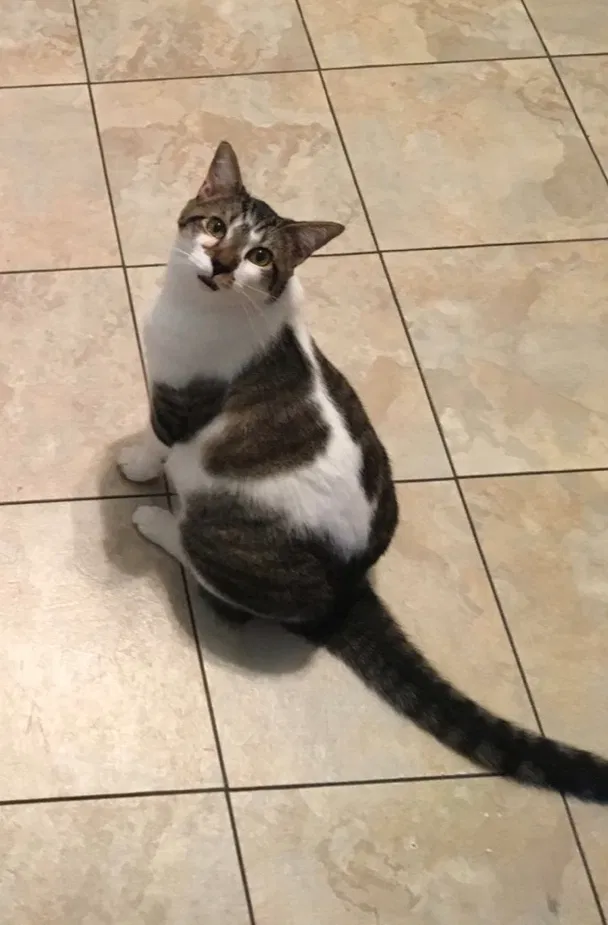Lost cat in Jacksonville, FL, 32220