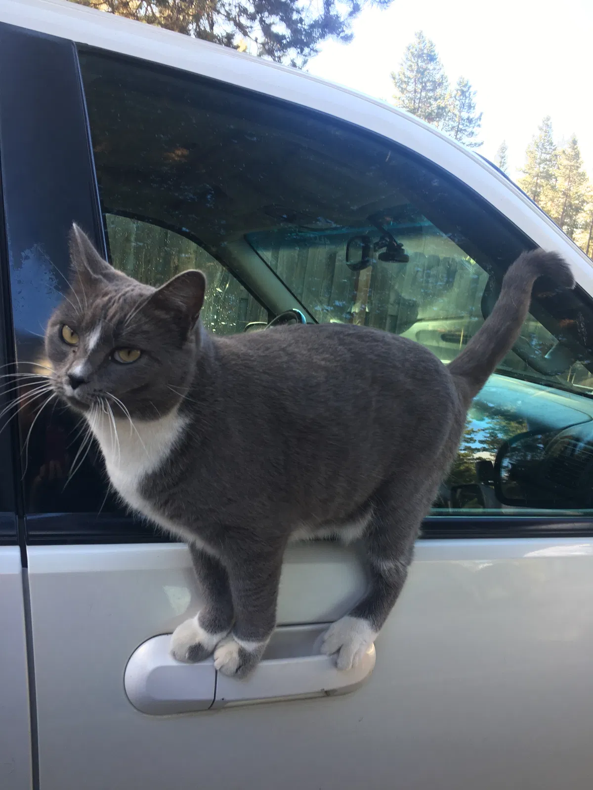 Lost cat in La Pine, OR, 97739