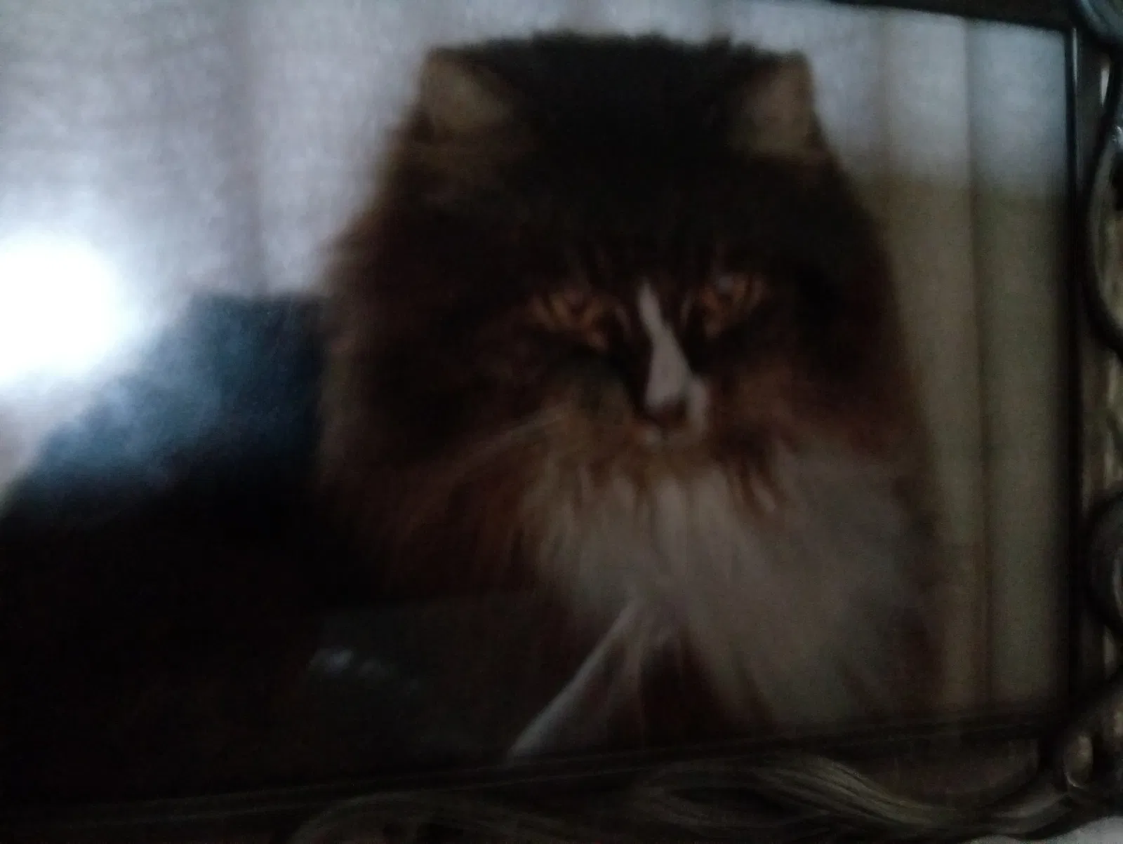 Lost cat in Tacoma, WA, 98466