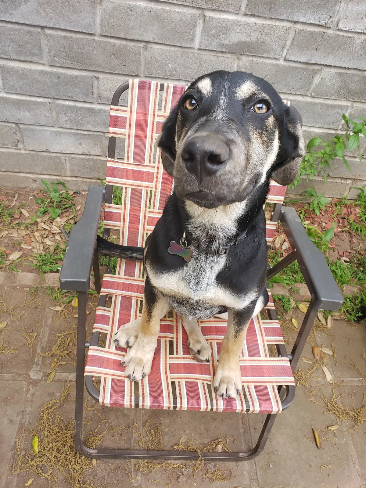 Lost dog in La Mesa, CA, 91941