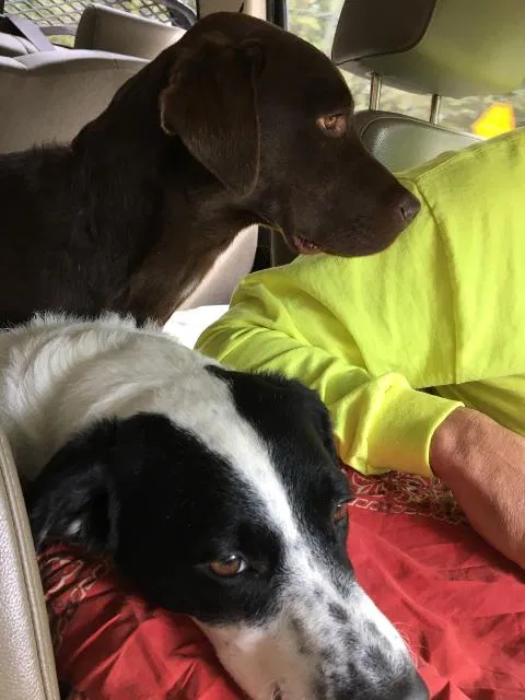 Lost dog in Maiden, NC, 28650