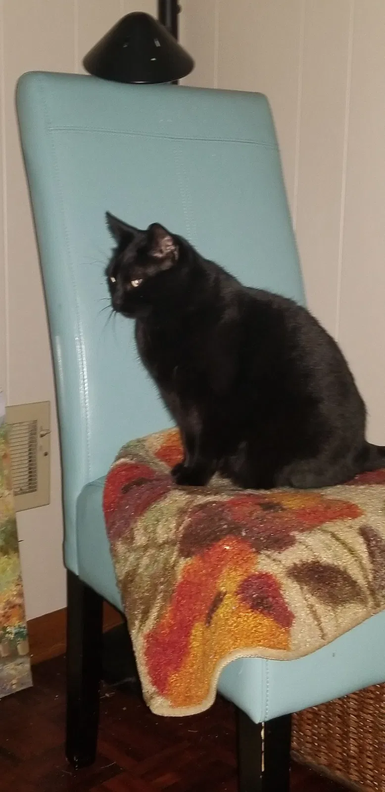 Lost cat in Minneapolis, MN, 55427