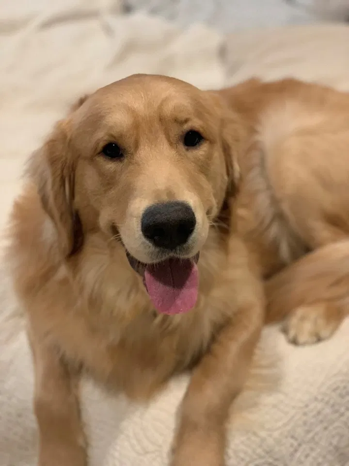 Lost dog in Greenville, NC, 27834