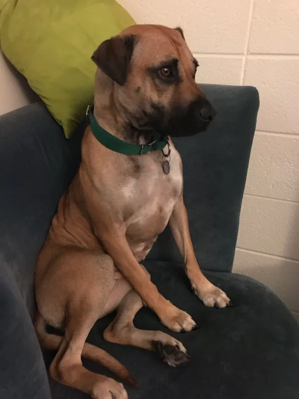 Lost dog in Minneapolis, MN, 55408