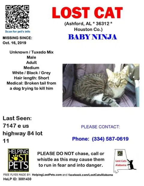 Lost cat in Ashford, AL, 36312