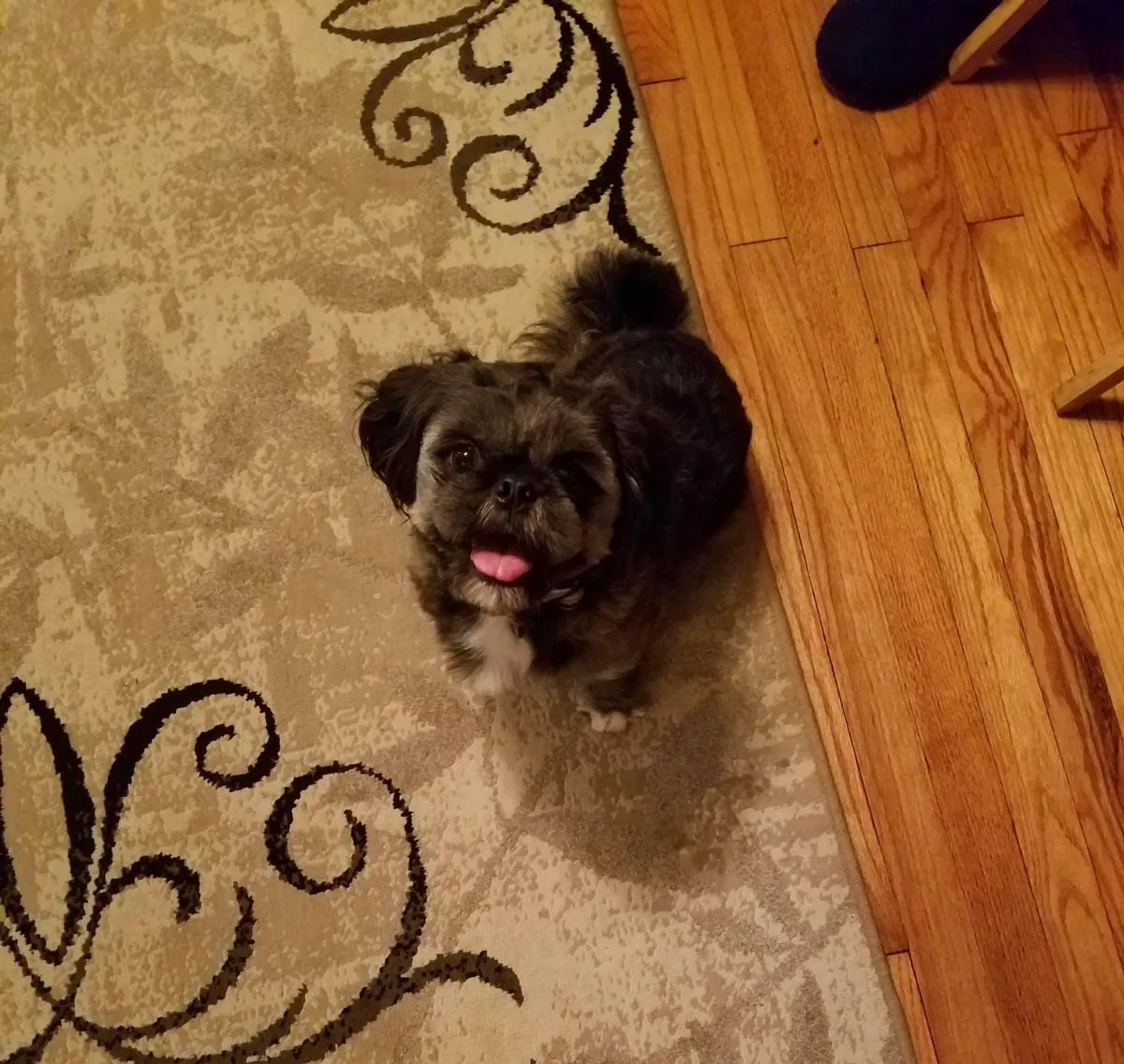 Lost dog in Kinston, NC, 28501