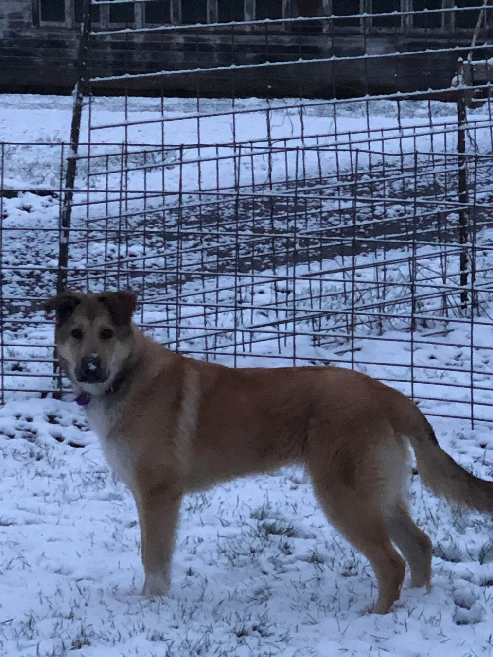 Lost dog in West Linn, OR, 97068