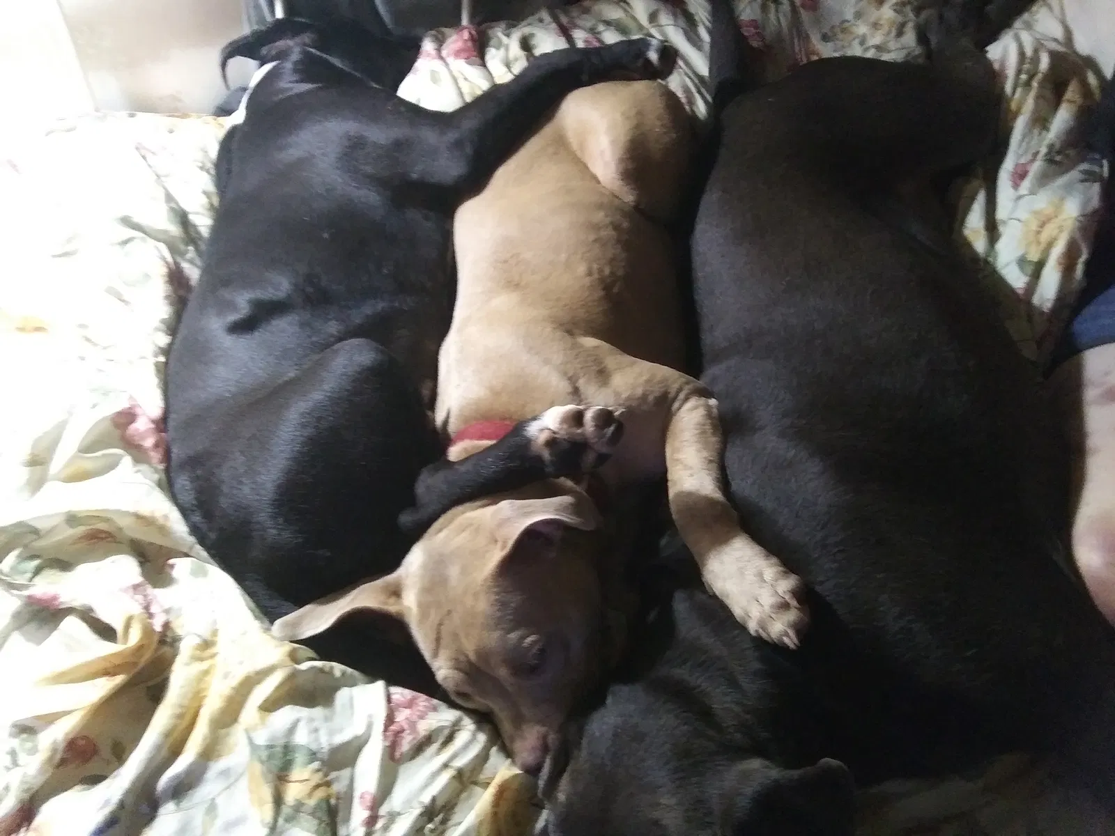 Lost dog in Tallahassee, FL, 32310