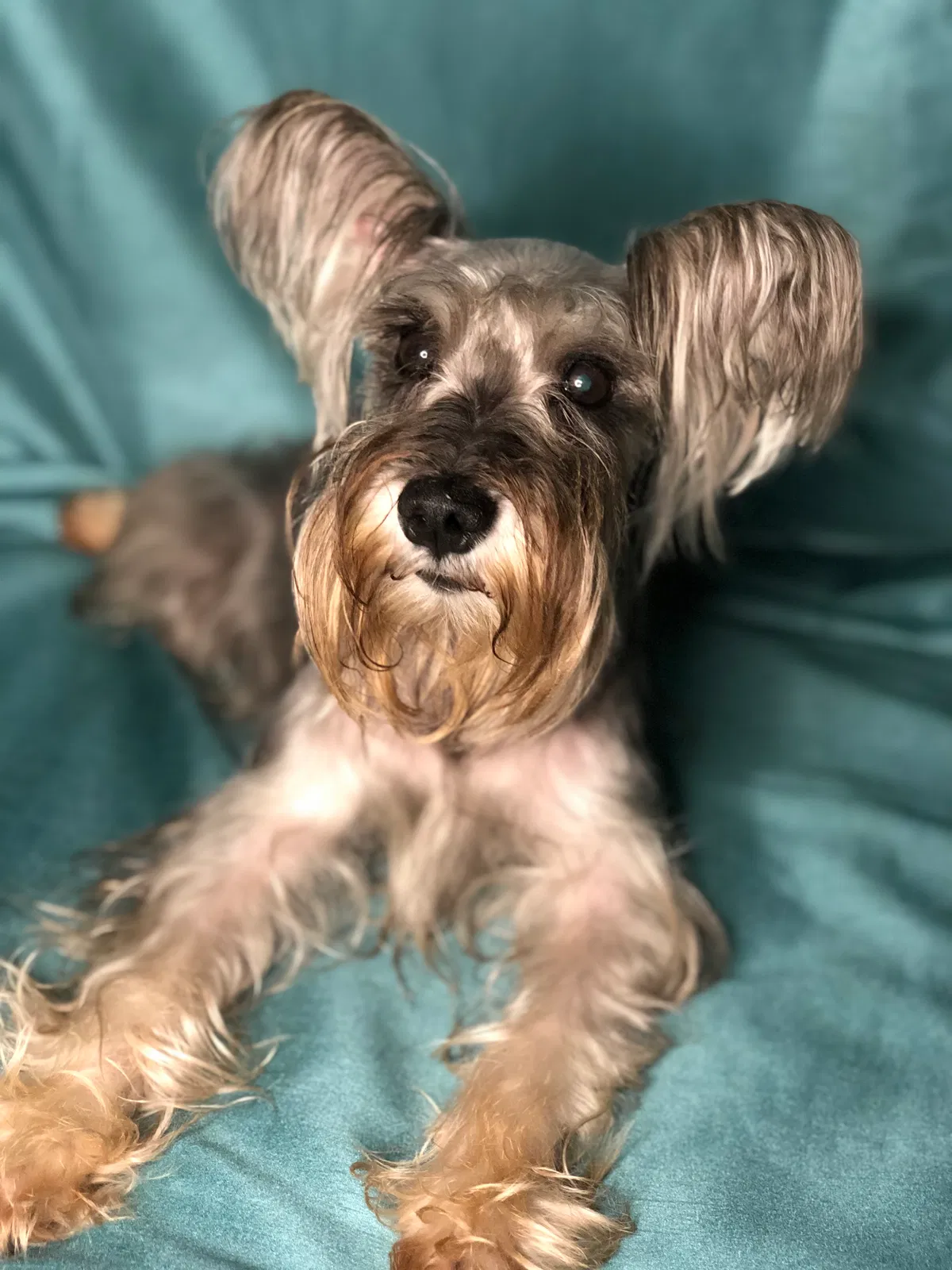 Lost dog in Alpharetta, GA, 30022