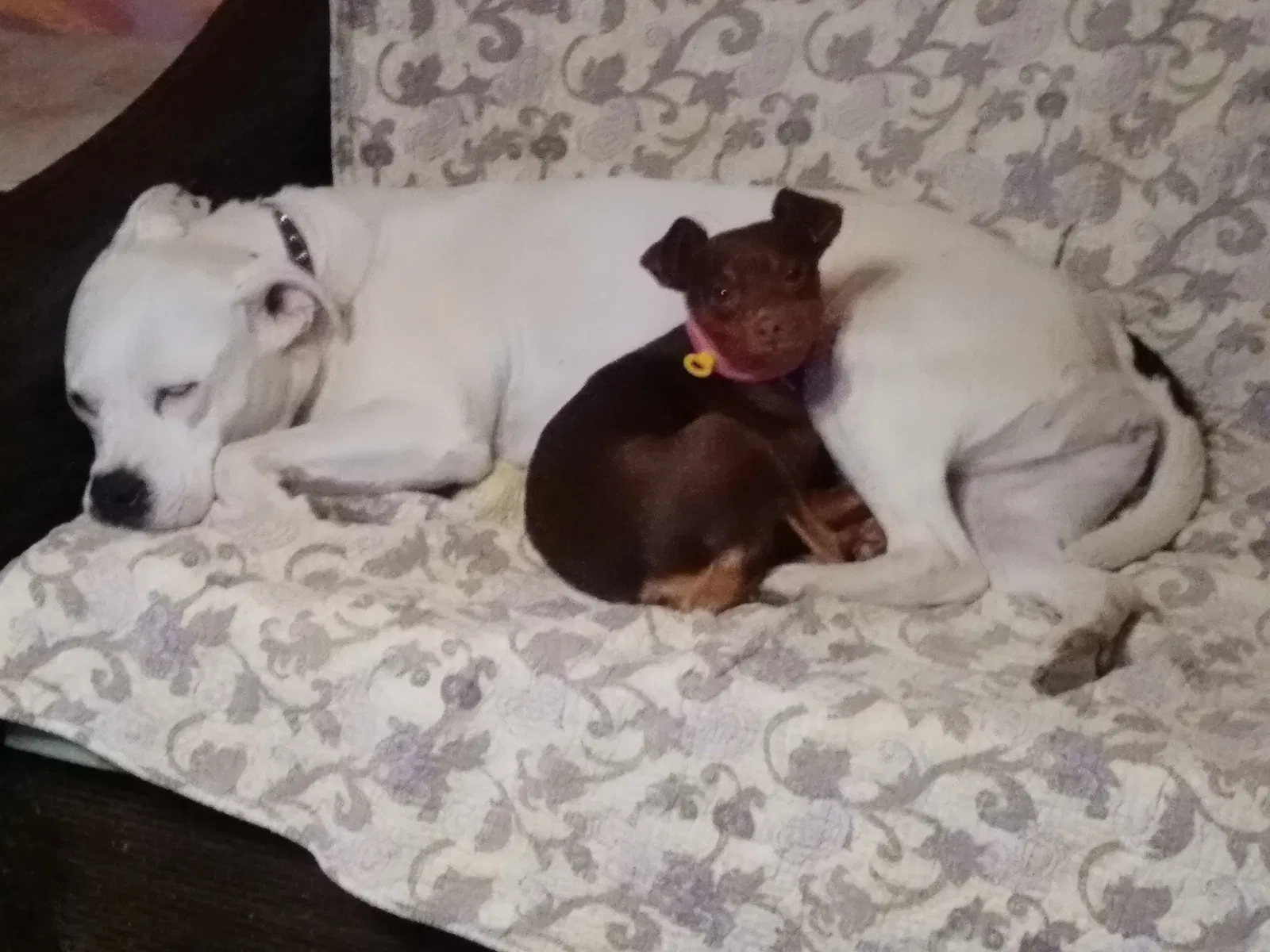 Lost dog in Hanford, CA, 93230