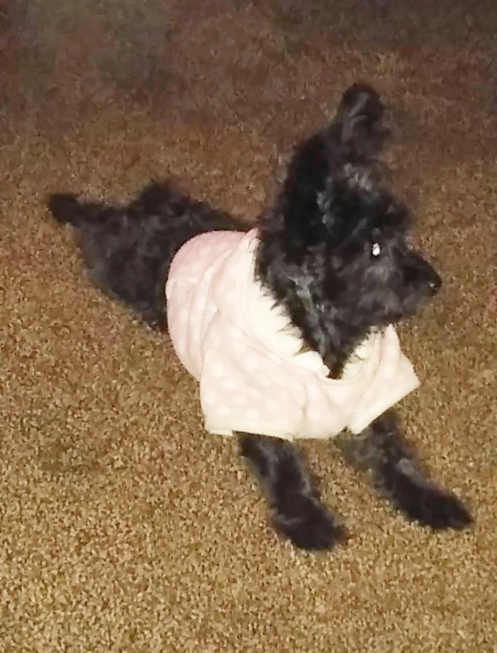 Lost dog in Fresno, CA, 93726