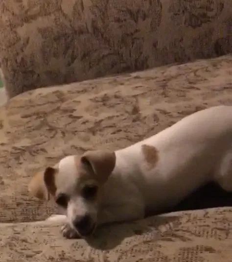 Lost dog in Inman, SC, 29349