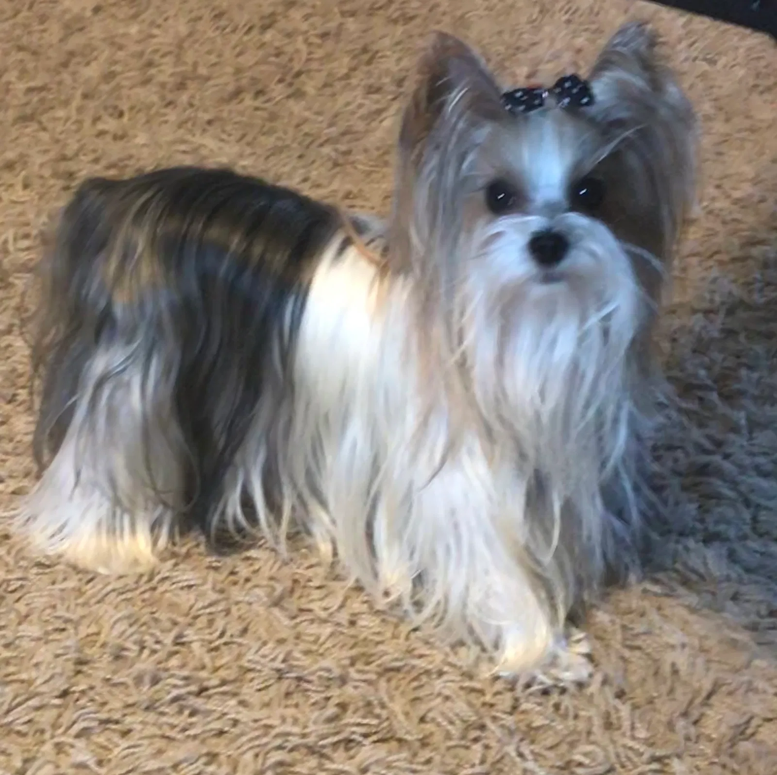 Lost dog in Covington, LA, 70433