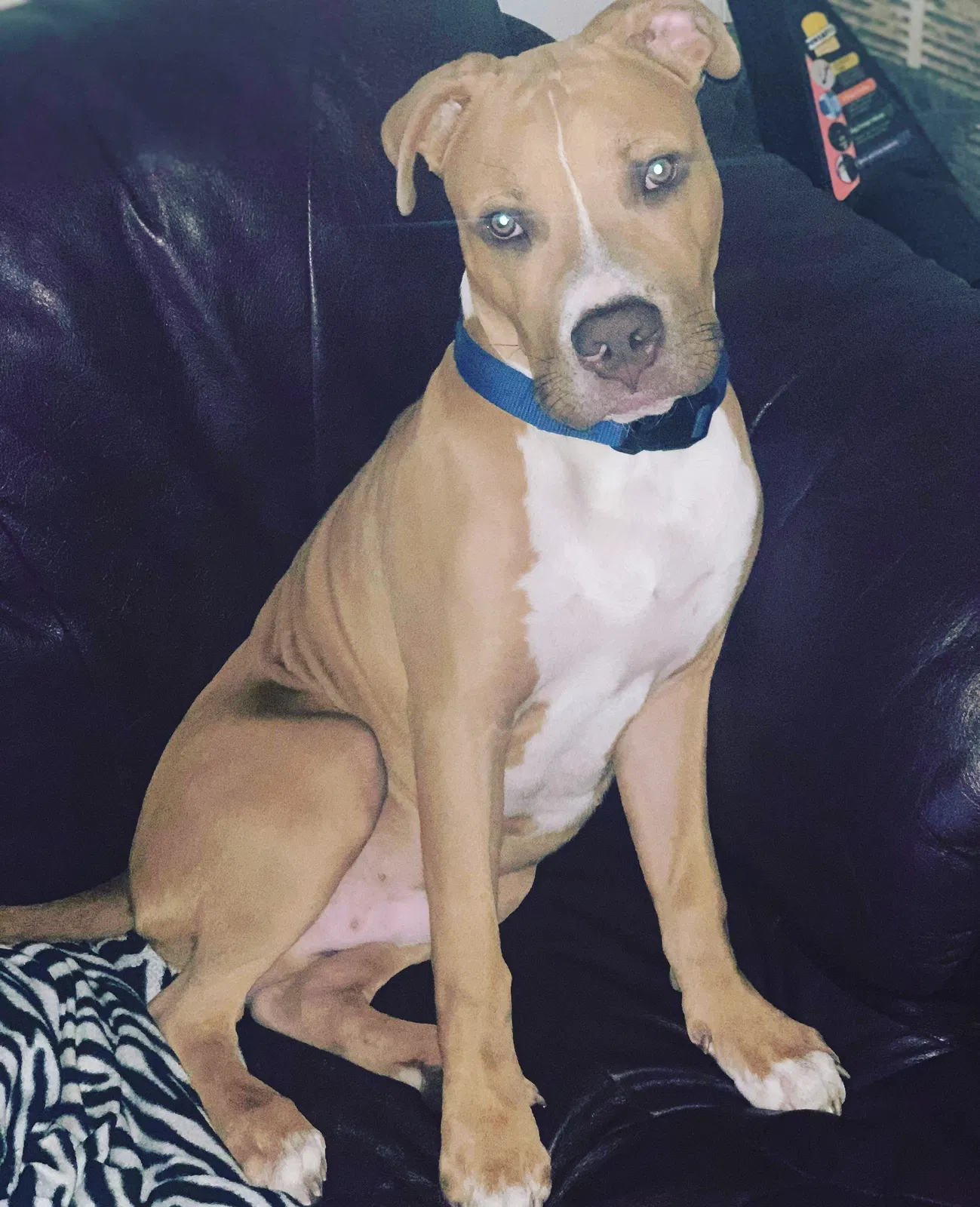 Lost dog in Tallahassee, FL, 32304