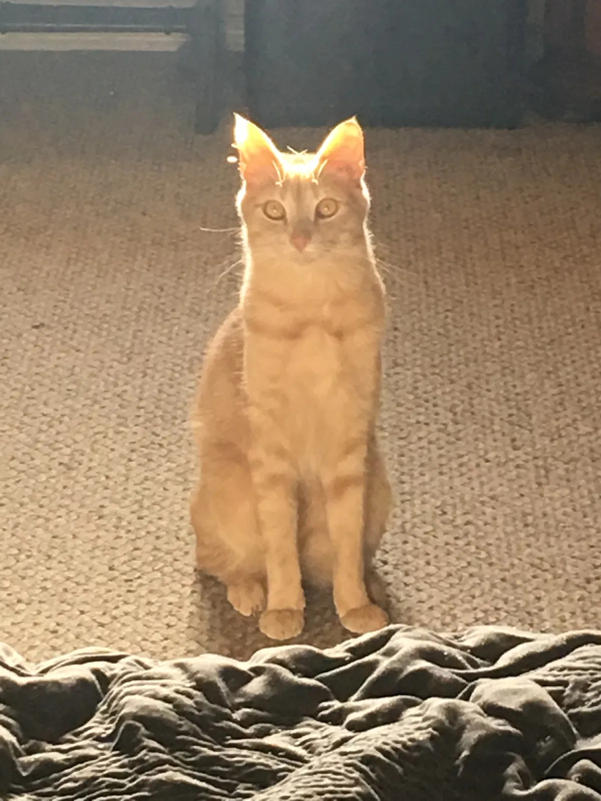 Lost cat in Fort Wayne, IN, 46804