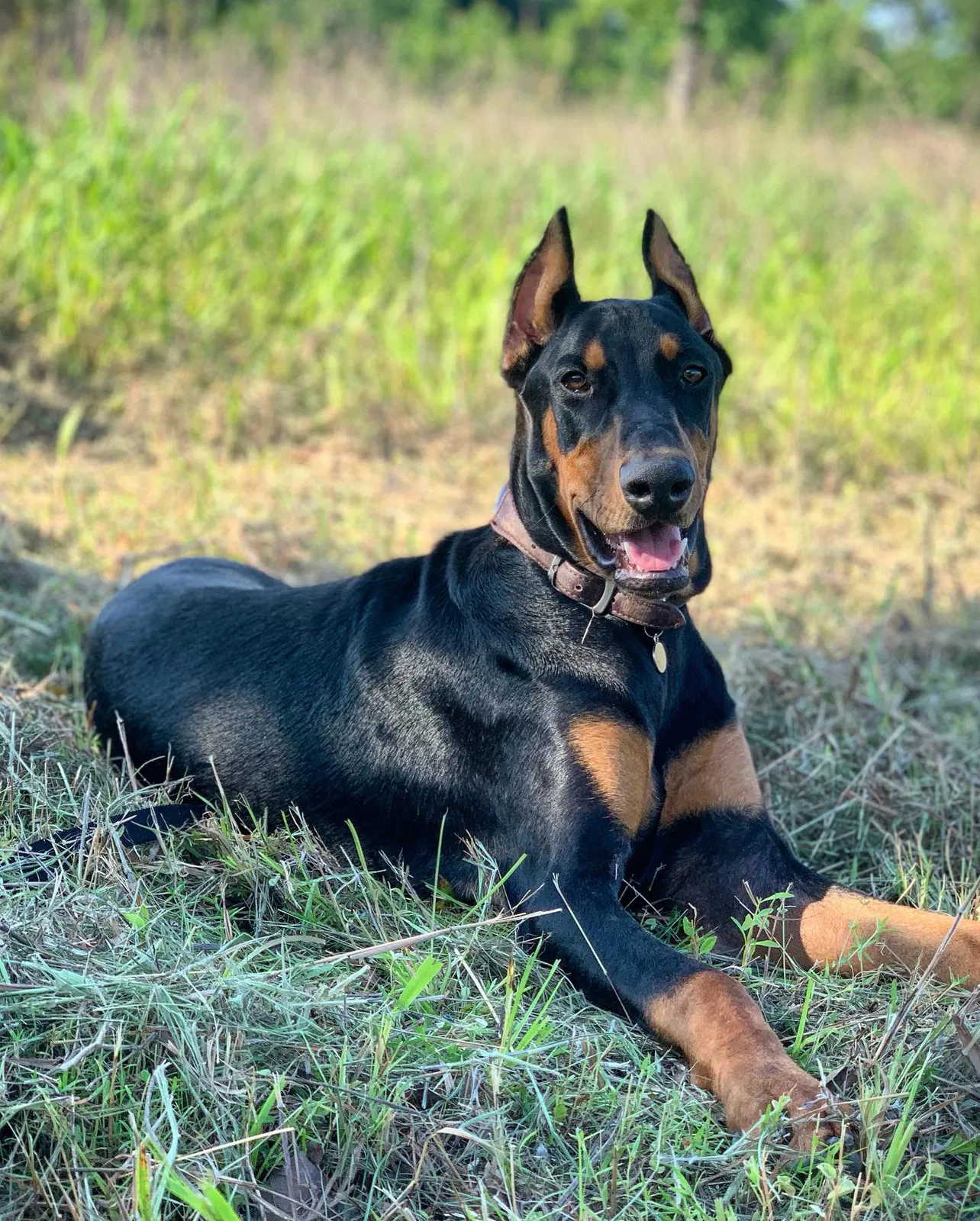 Lost dog in Redfield, AR, 72132