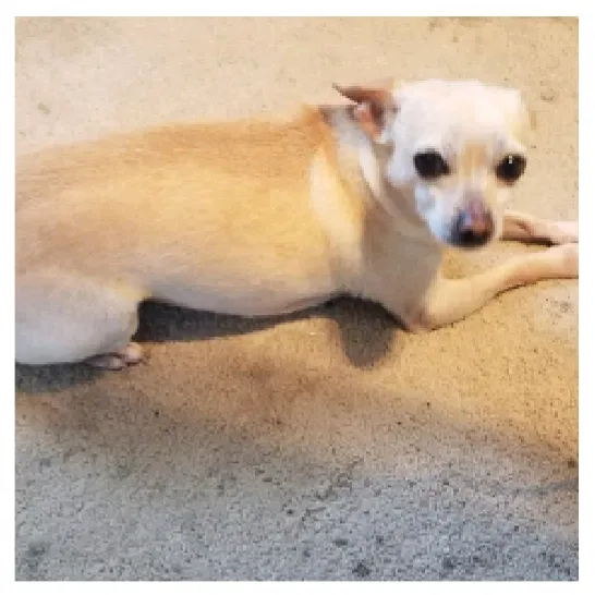 Lost dog in Mc Arthur, OH, 45651