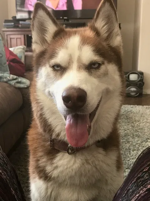 Lost dog in Murrieta, CA, 92563