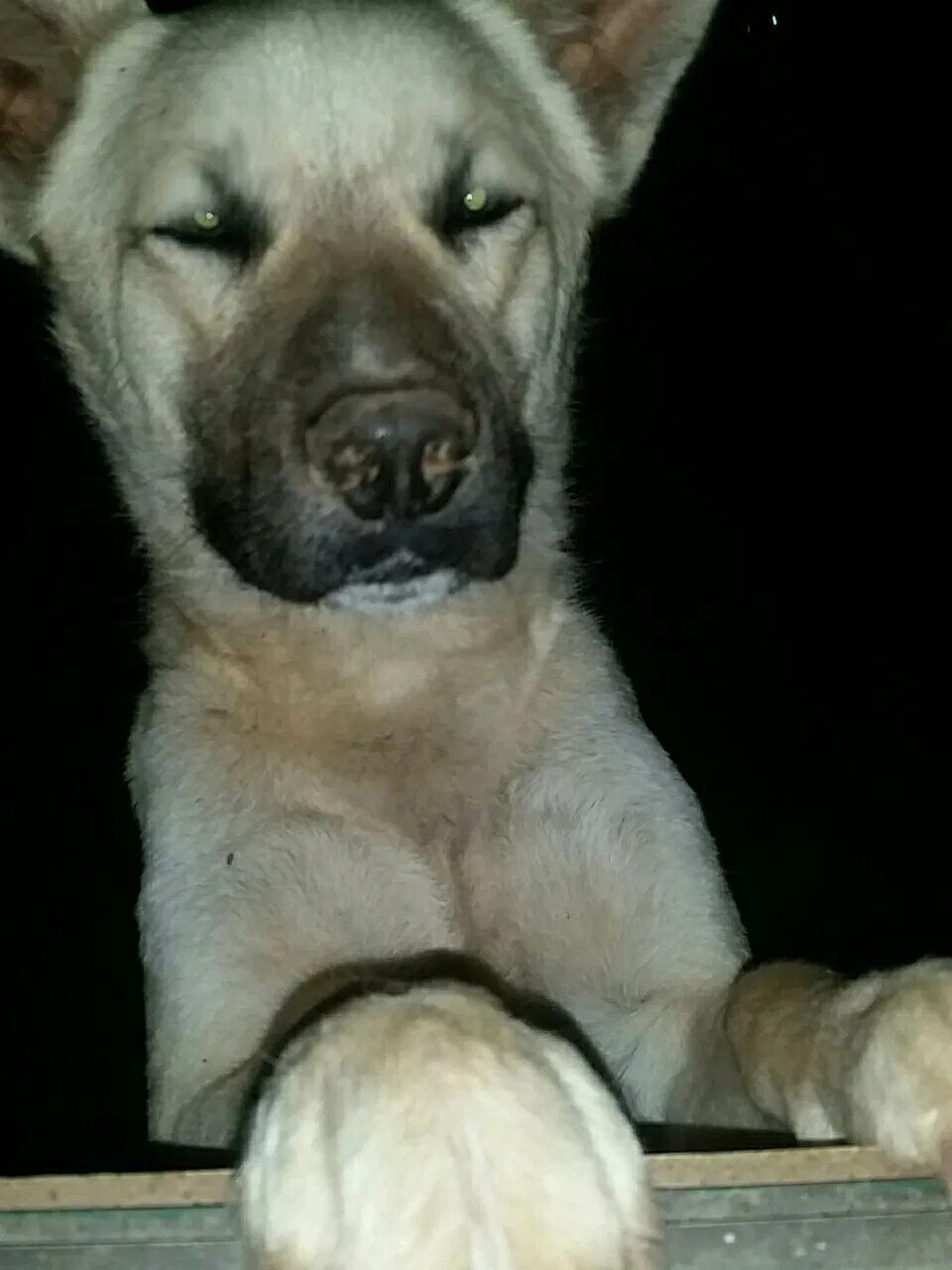 Lost dog in Archer City, TX, 76351
