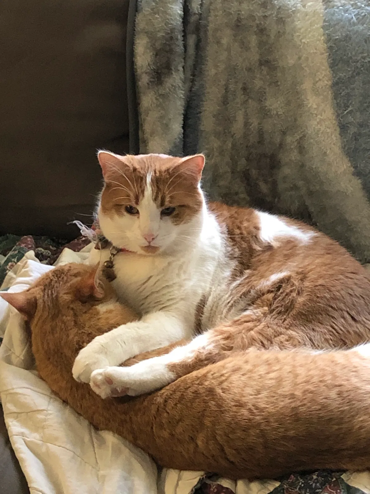 Lost cat in Kalamazoo, MI, 49001