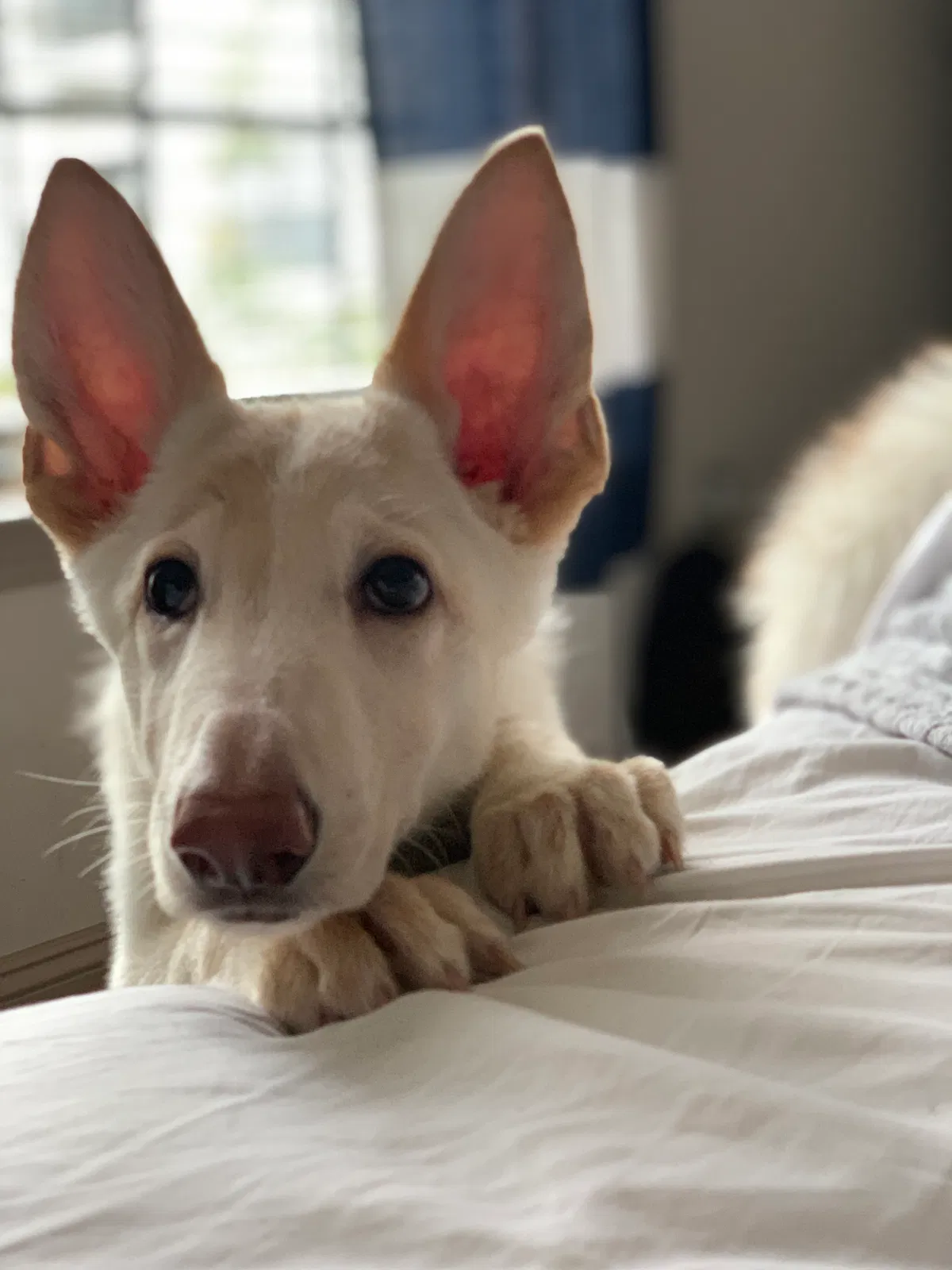 Lost dog in Atlanta, GA, 30324