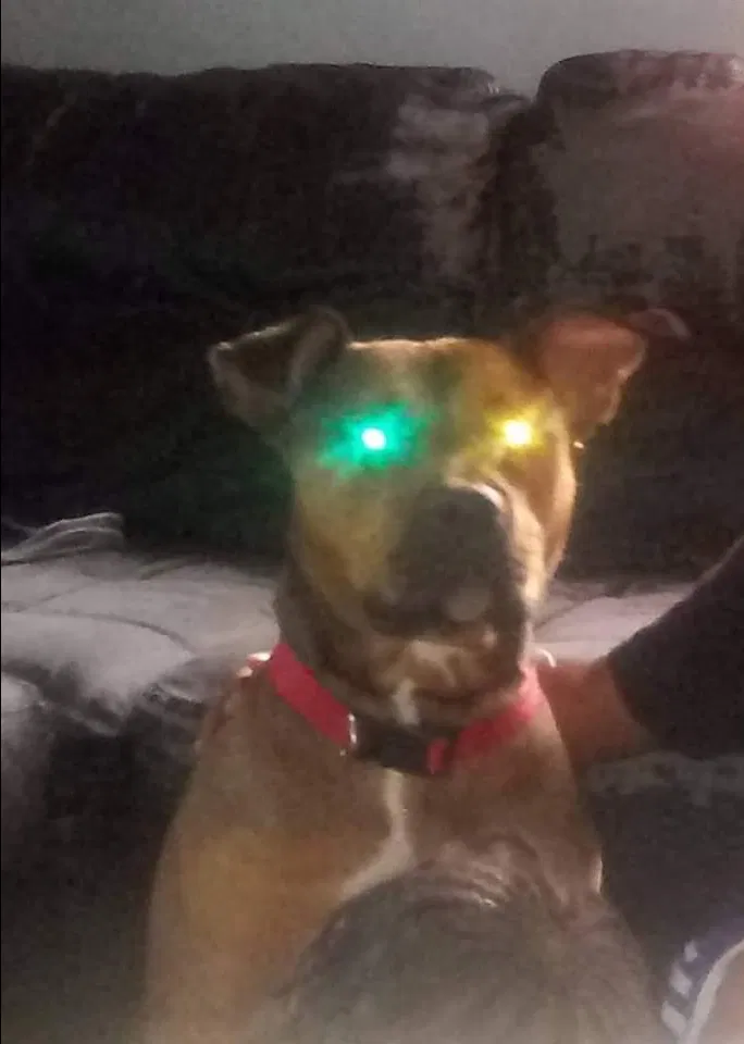 Lost dog in Greensboro, NC, 27406
