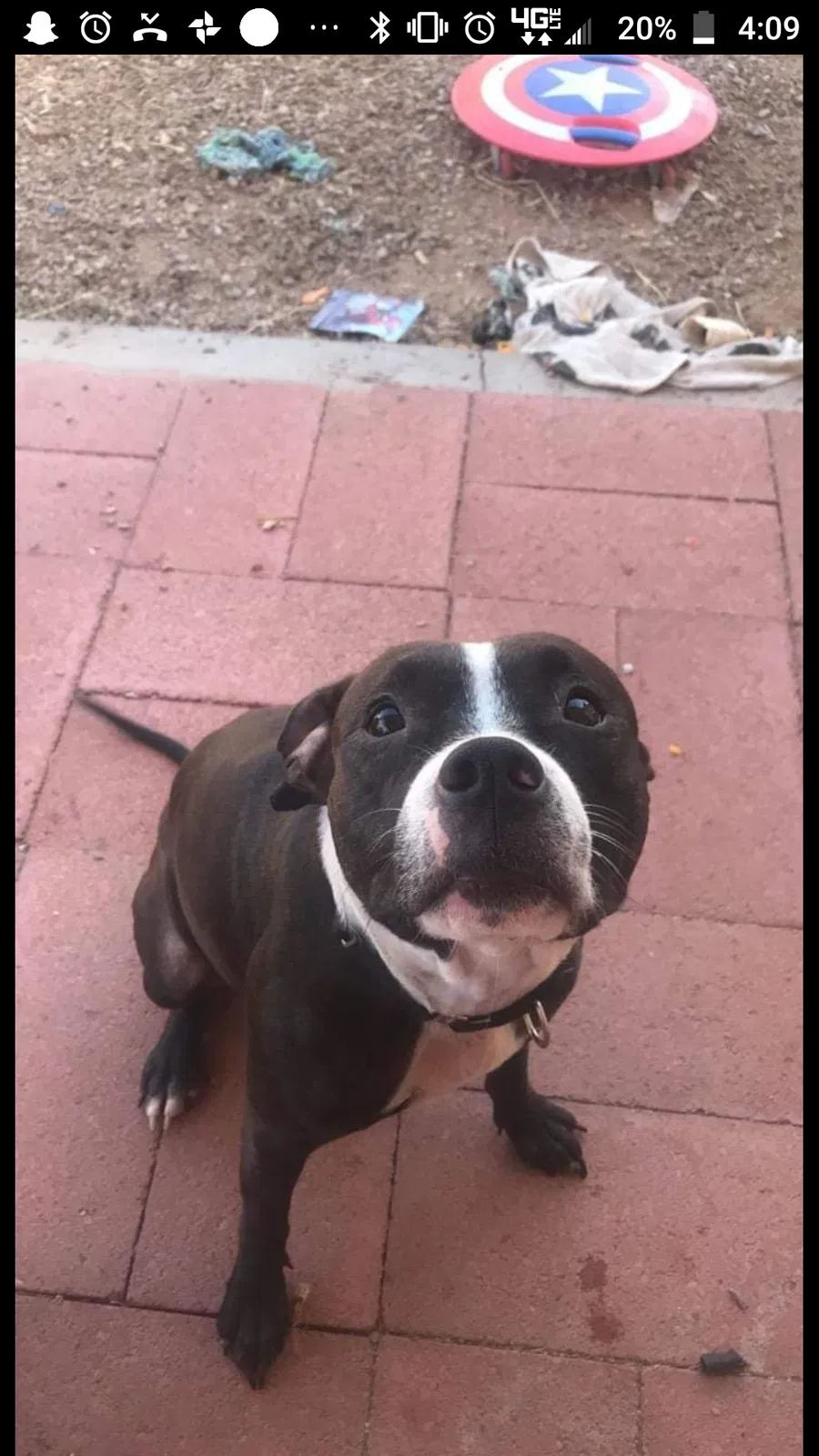 Lost dog in Tucson, AZ, 85712