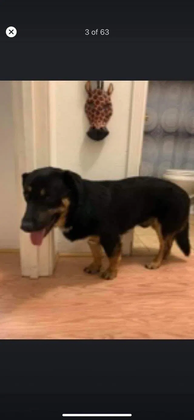 Lost dog in Salem, OR, 97305