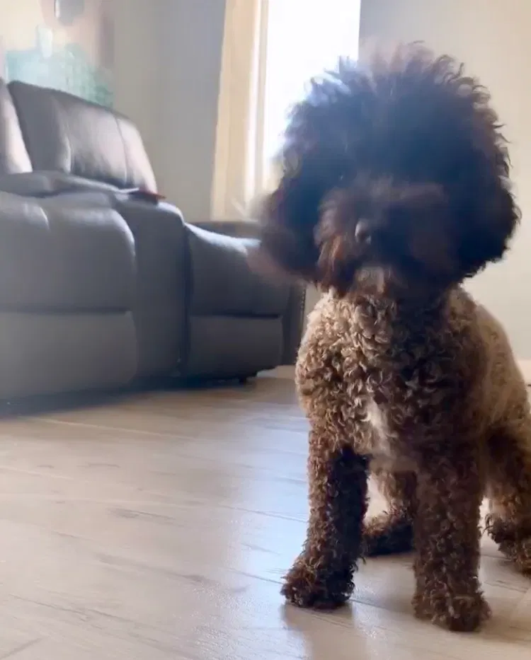 Lost dog in North Las Vegas, NV, 89081